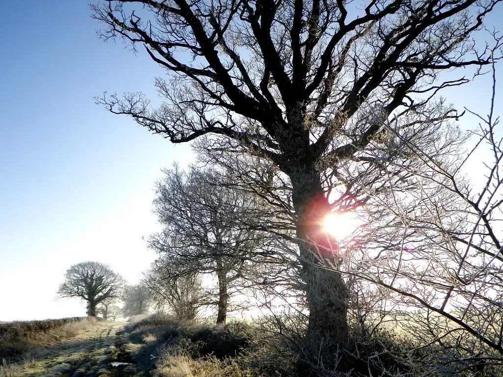 Airborne Messages: Scents That Attract Allies (Image Credits: Flickr)