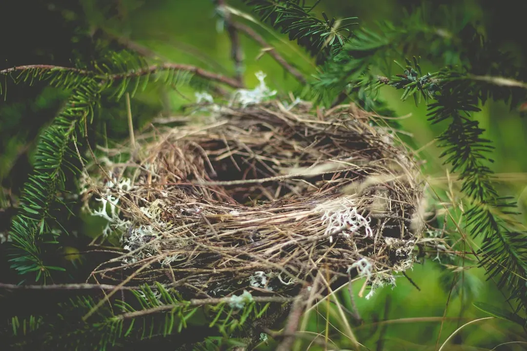 8. Their Nests Reveal Careful Planning on a Tiny Scale (Image Credits: Unsplash)