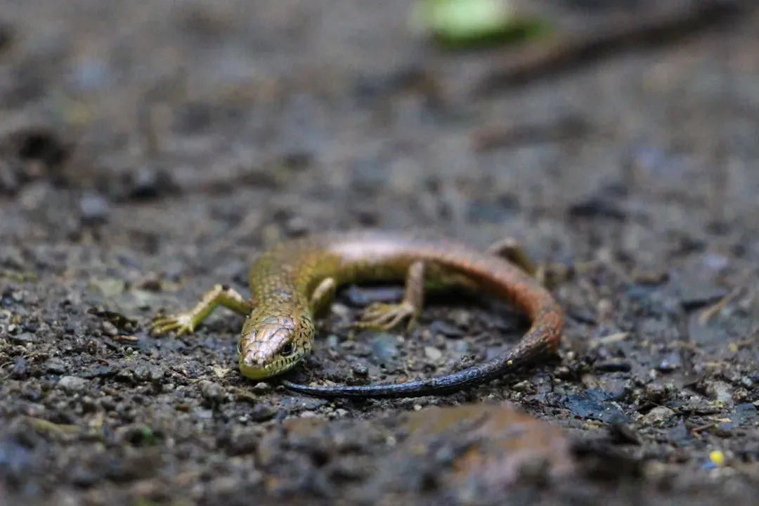 Body Plan and Evolution: Why Some Species Kept the Power (Image Credits: Unsplash)