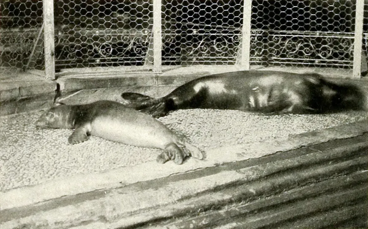 6. Caribbean Monk Seal (Neomonachus tropicalis) (By Unknown authorUnknown author, Public domain)
