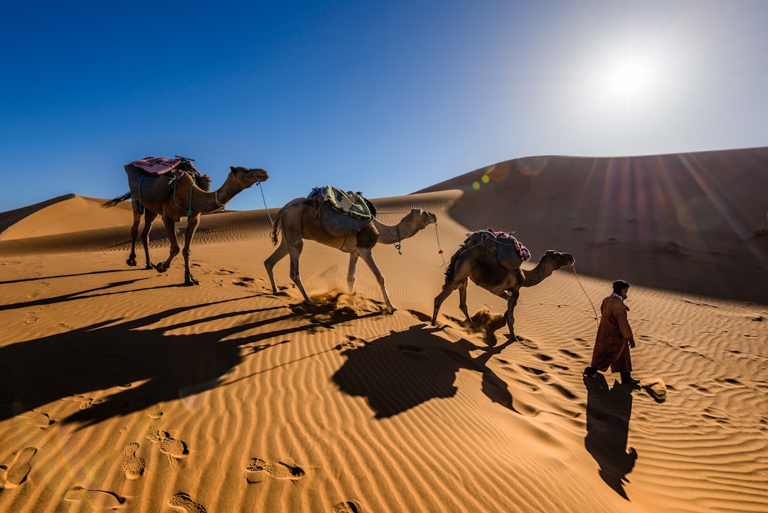 The Verdict: Dromedary Camels Mirror Sagittarius’ Wanderlust (Image Credits: Unsplash)