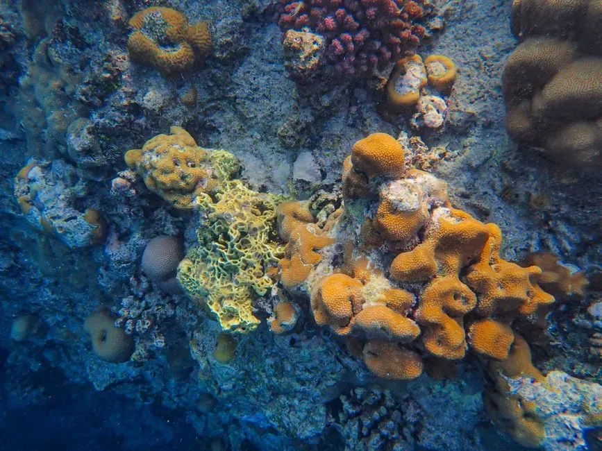 Microbial Cities: The Hidden Architecture Beneath Coral Skeletons (Image Credits: Pexels)