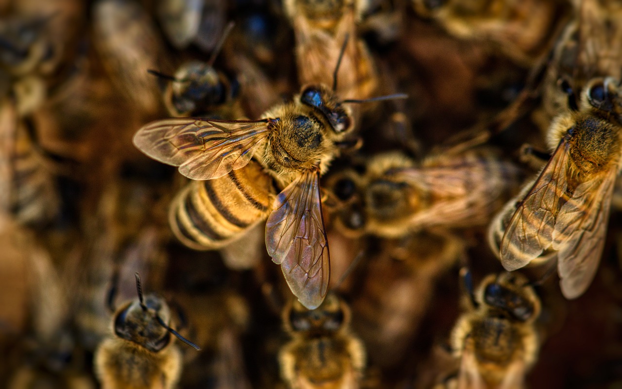 Aquarius: The Hive Mind Collective (Image Credits: Pixabay)