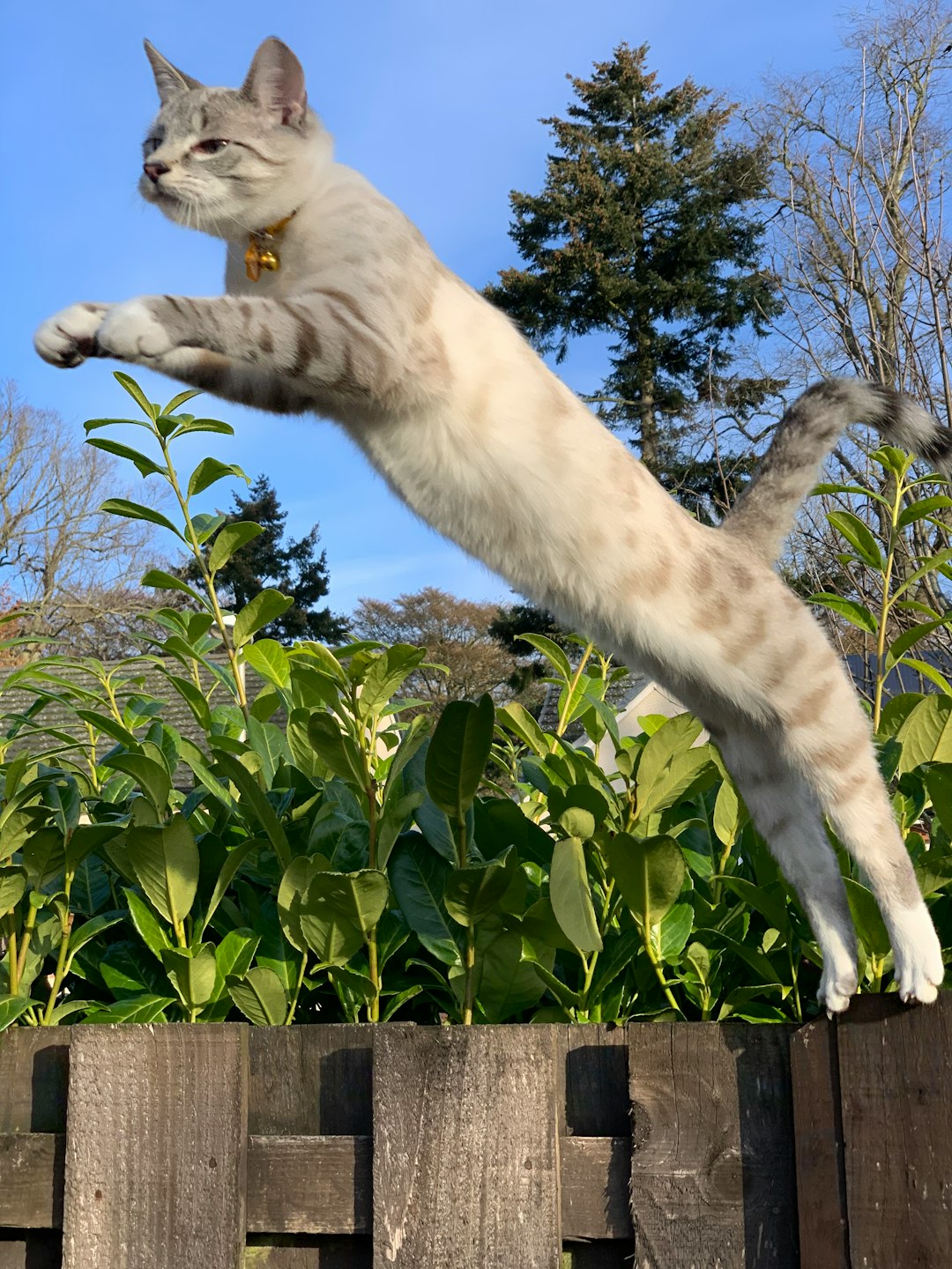 The Tail Myth, Explained (Image Credits: Unsplash)