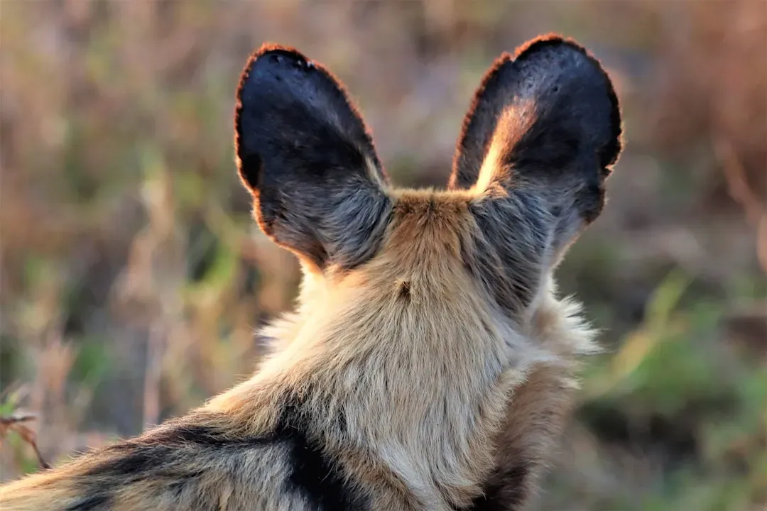 The Physics of Animal Hearing: More Than Just Ears (Image Credits: Unsplash)