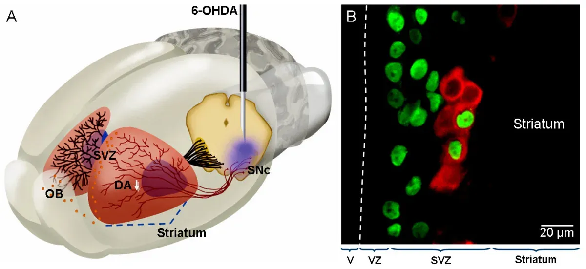 From Dogma to Data: Where New Neurons Actually Appear (Image Credits: Wikimedia)