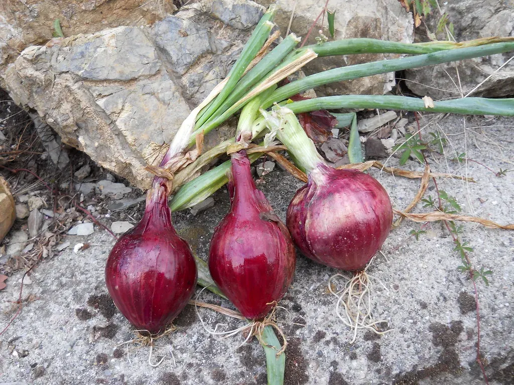#6 - Onions Near Carrots Confuse the Right Bug (danja., Flickr, CC BY 2.0)