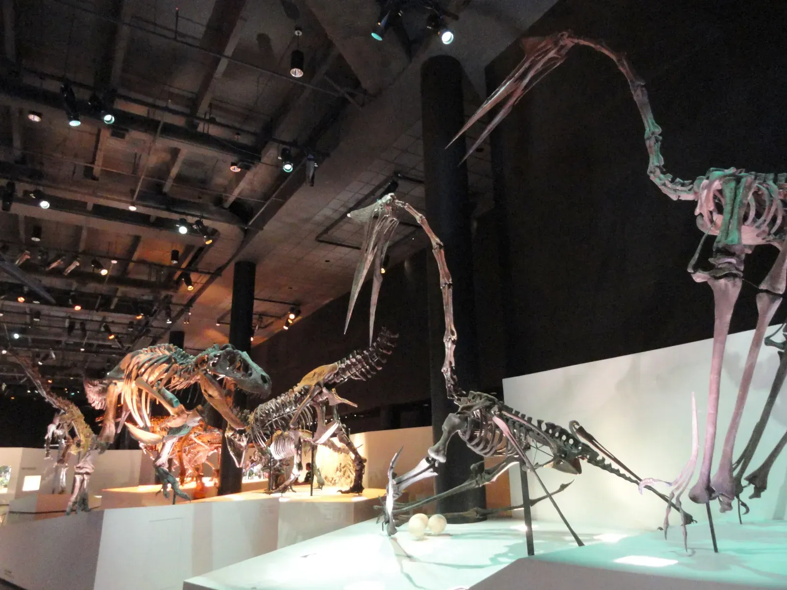#8 - The Dinosaur Labels That Quietly Stopped Mocking Creationists (By Daderot, CC0)