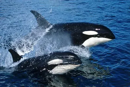 Orcas Teaming Up With Dolphins to Hunt (Image Credits: Flickr)