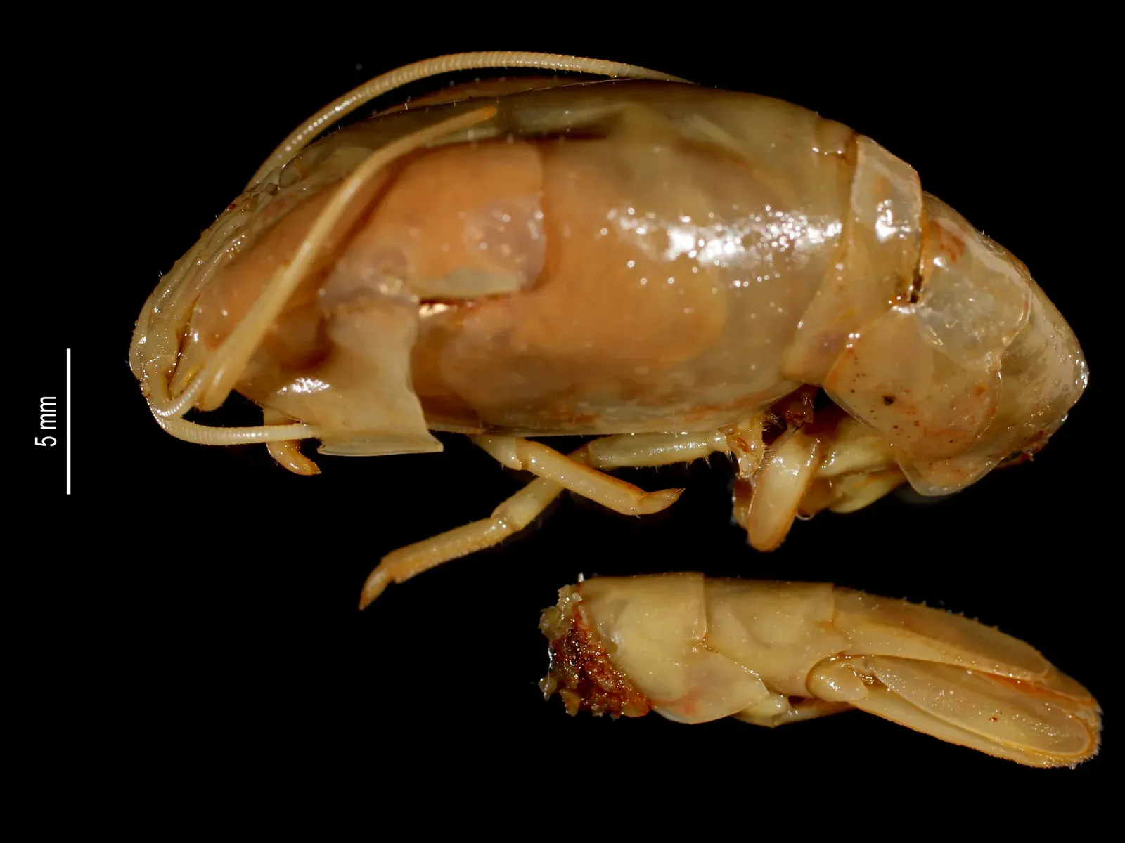 #10 A Rare Deep-Sea Crustacean from a Single Trap (MNHN - Museum national d'Histoire naturelle (2020). The crustaceans collection (IU) of the MusΓ©um national d'Histoire naturelle (MNHN - Paris). Version 68.158. Occurrence dataset https://doi.org/10.15468/qgvvhd accessed via GBIF.org on 2020-03-24. https://www.gbif.org/occurrence/440001756, CC BY 4.0)