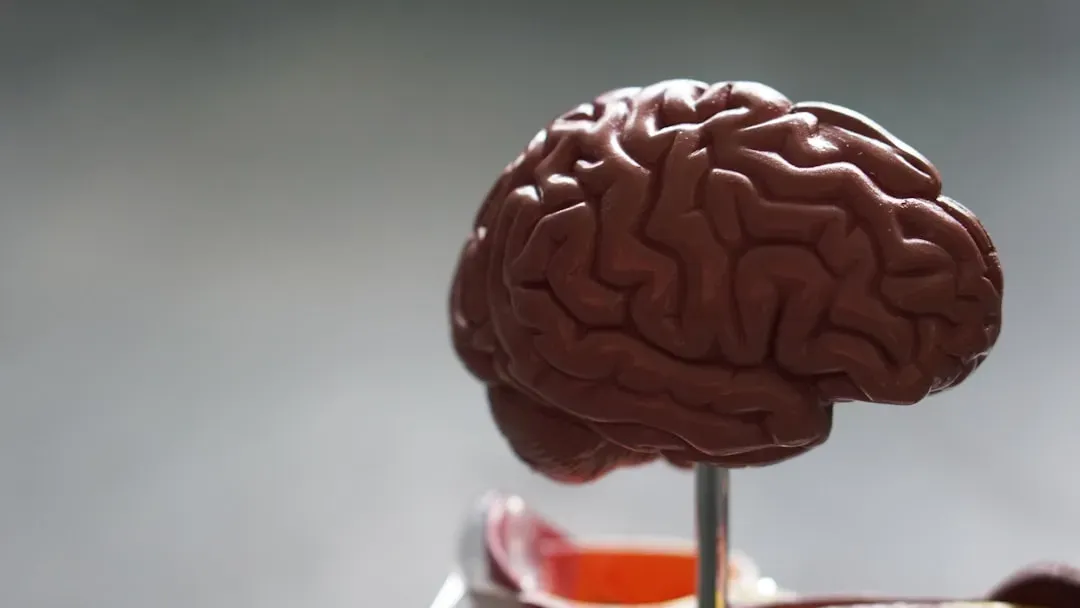 9. Preserved Brains That Should Have Rotted Away (Image Credits: Unsplash)