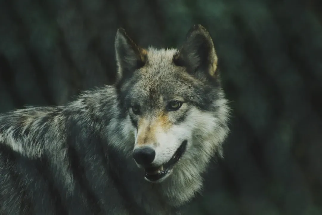 Aries – The Wolf: Pack-Driven Hunger And Sudden Attack (Image Credits: Unsplash)