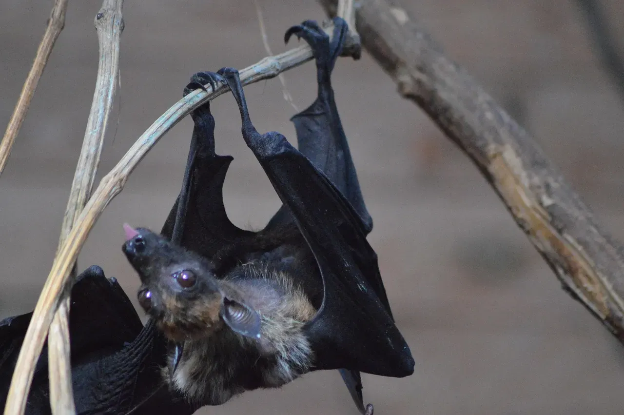Myth 2: Bats Are Completely Blind (Image Credits: Pixabay)