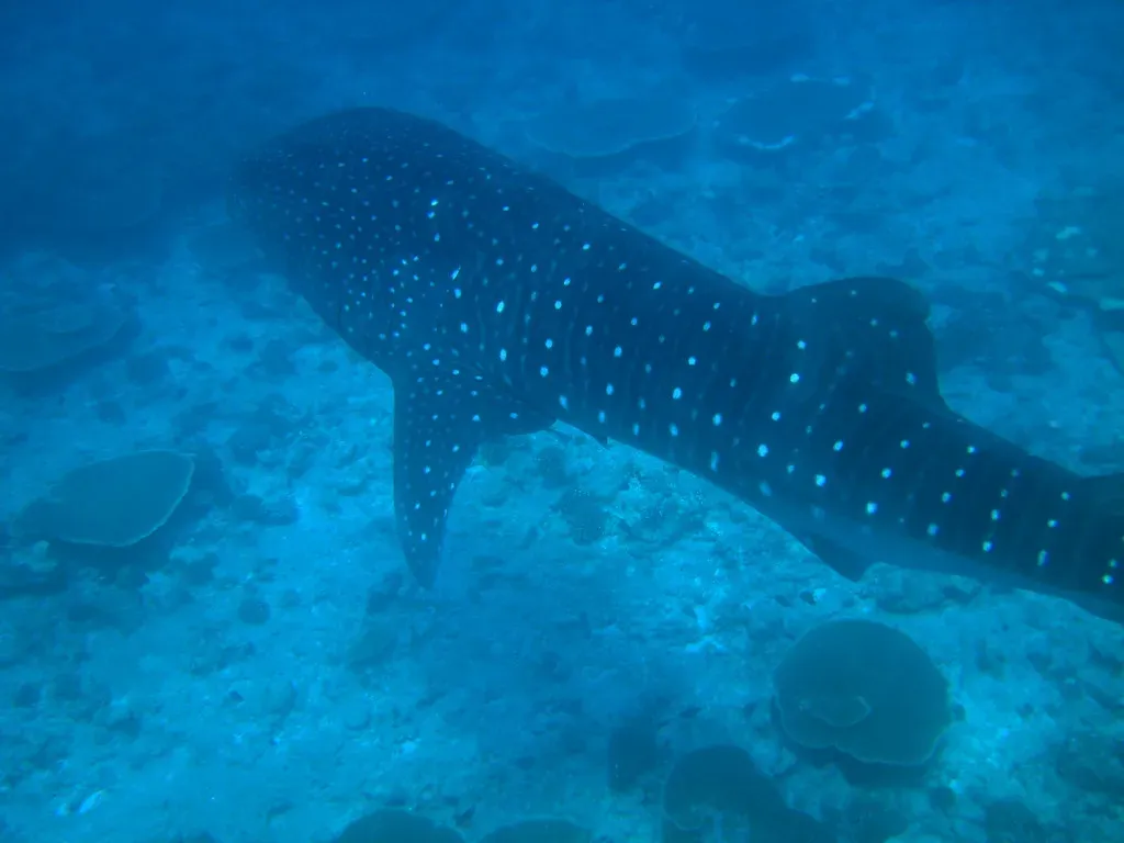10. They Help Connect Entire Ocean Ecosystems Without Even Trying (Christian Steen, Flickr, CC BY 2.0)