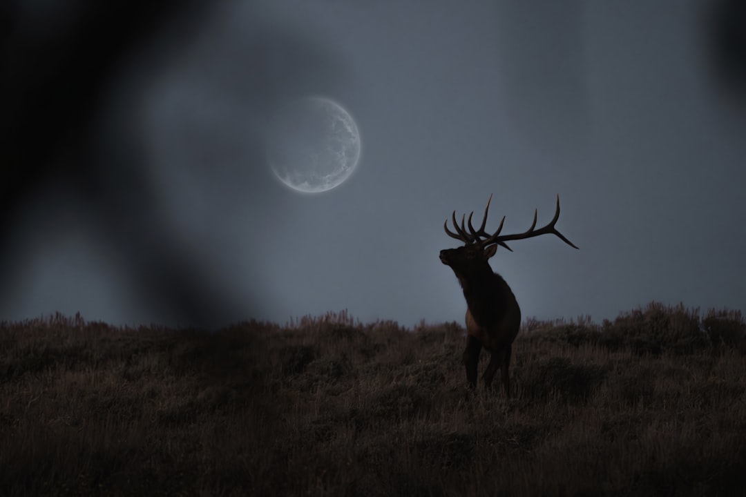 The Future of Lunar-Animal Research (Image Credits: Unsplash)