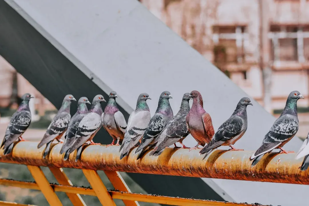 Are Pigeons Using Simple Tricks or Genuine Abstraction? (Image Credits: Unsplash)