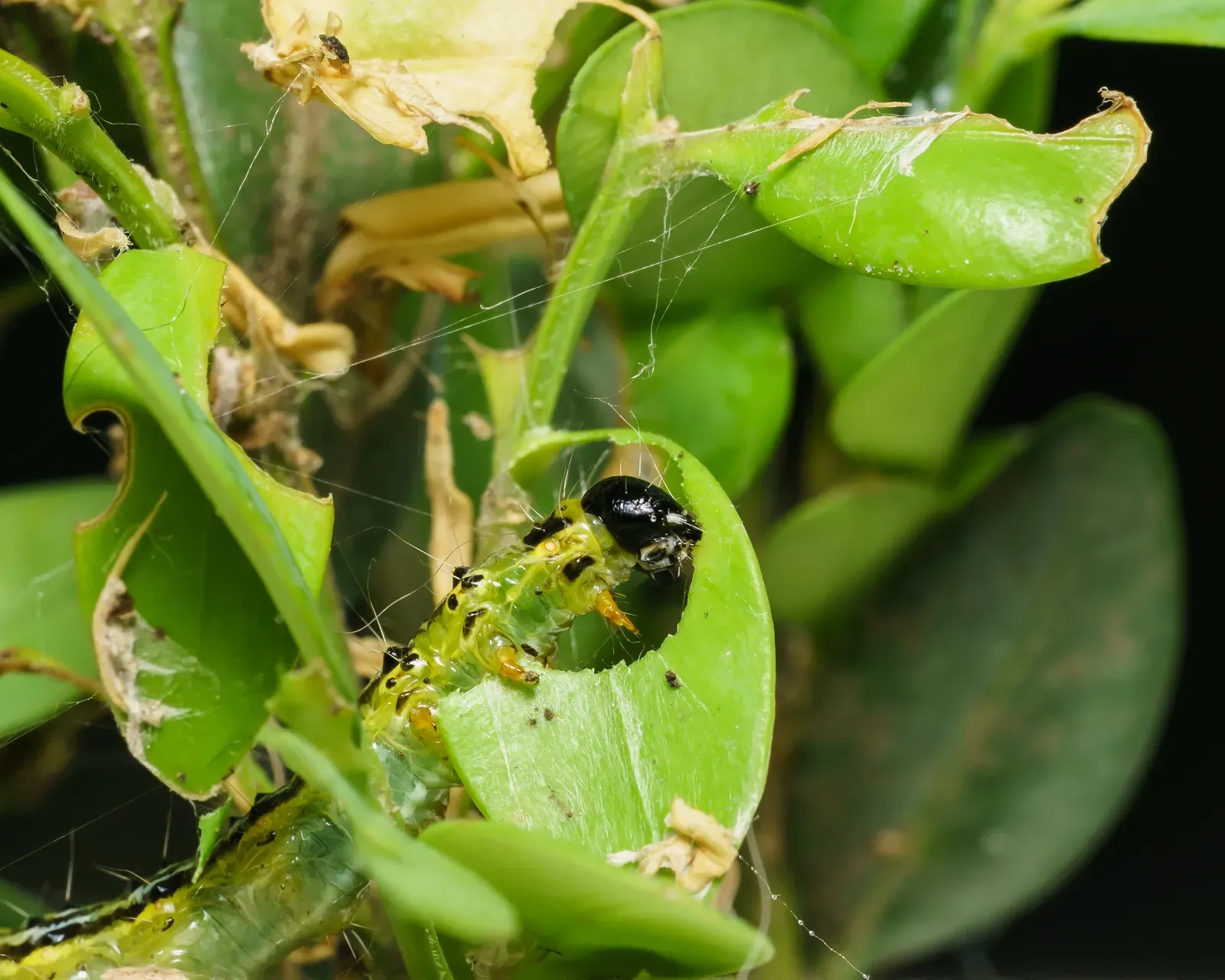 The Future Landscape: Tapping Into the Green Networks (Image Credits: Wikimedia)