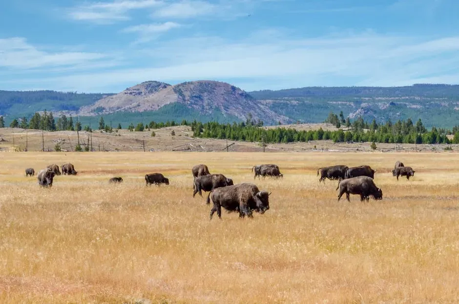 2. Strengthening National Parks and Public Lands, Not Just Adding New Ones (Image Credits: Pexels)