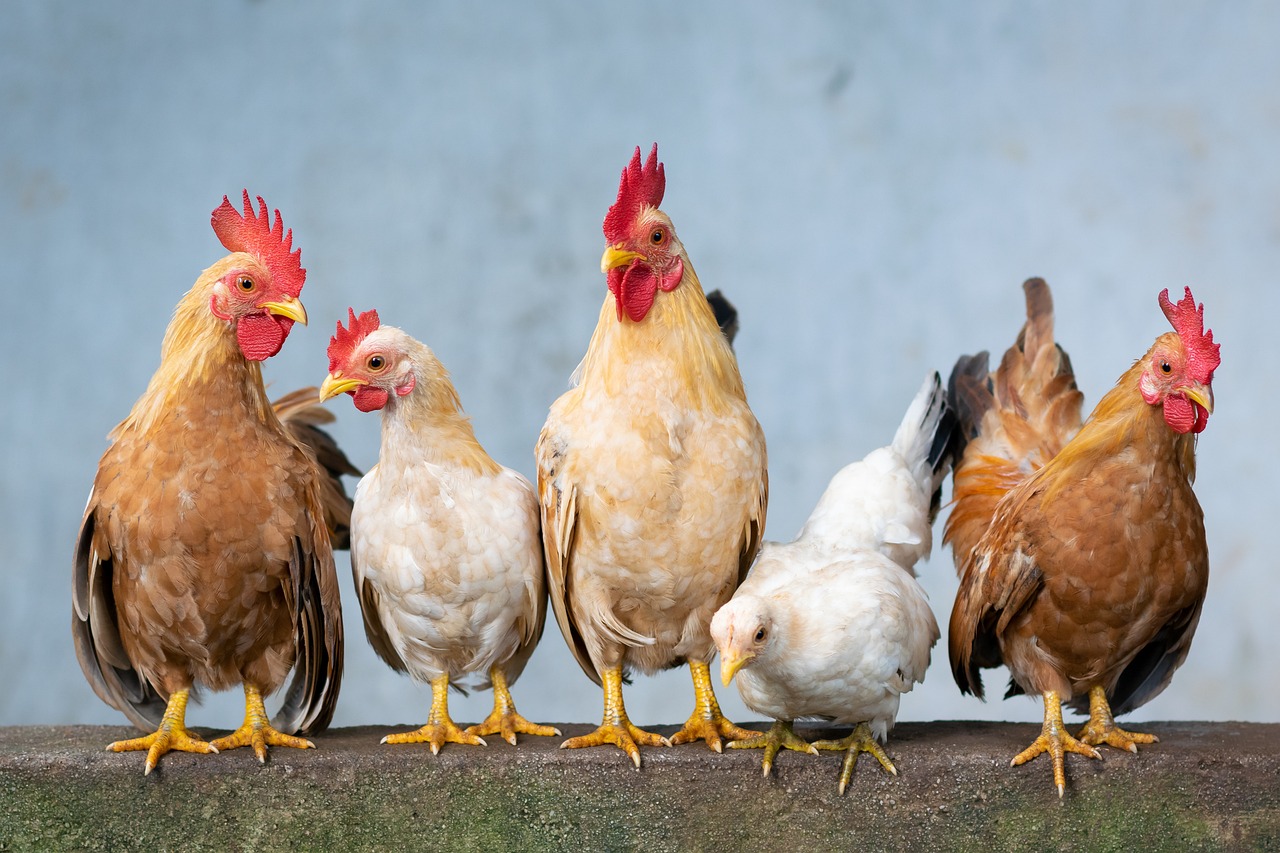 Domestic Chicken (Image Credits: Pixabay)