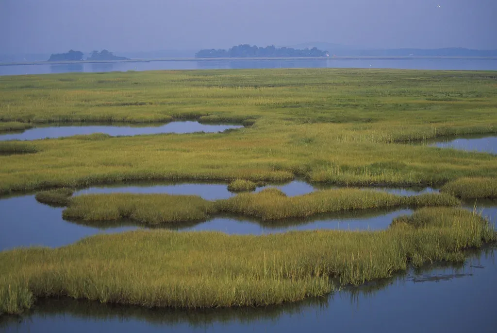 Saltwater Intrusion: Freshwater Habitats Turning Brackish (Image Credits: Flickr)
