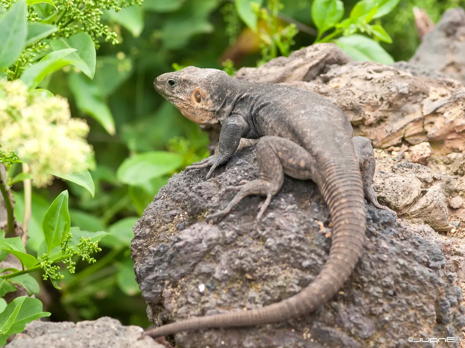#5 – The La Palma Giant Lizard: A “Medieval Memory” That Turned Out to Be Real (Lagarto de Gran Canaria (Gallotia stehlini)Uploaded by tm, CC BY-SA 2.0)
