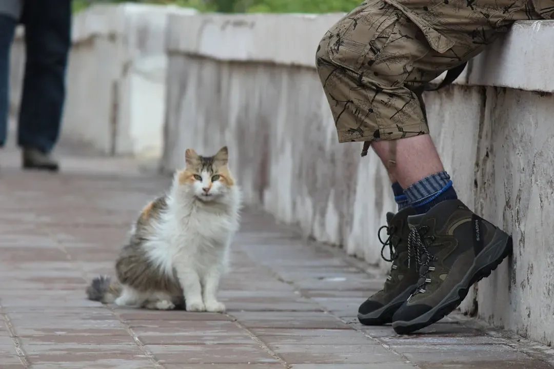 When Sitting Near You Is Comfort-Seeking, Not Just Habit (Image Credits: Unsplash)