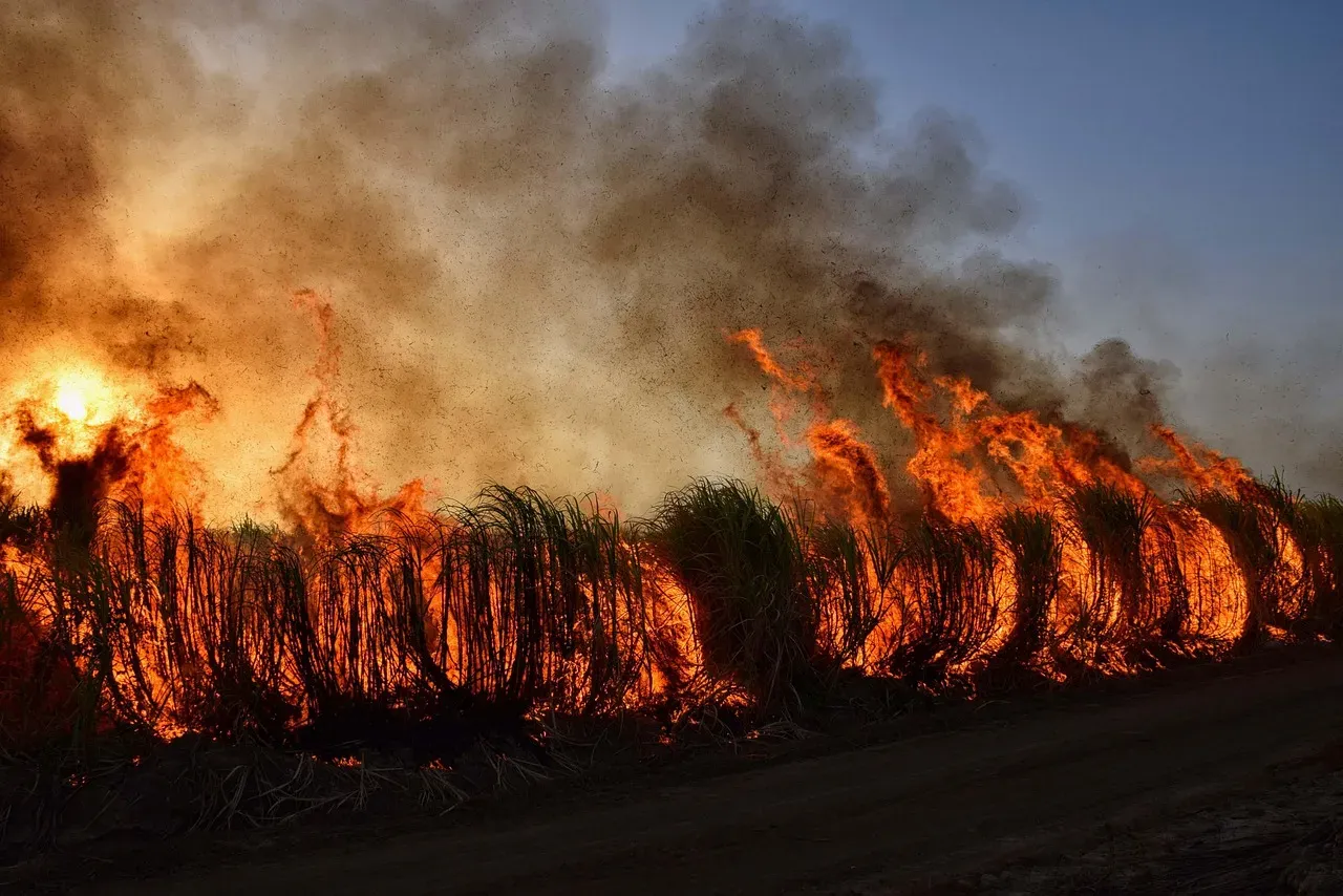 Climate Change, Megafires, and Extreme Fire Behavior (Image Credits: Pixabay)