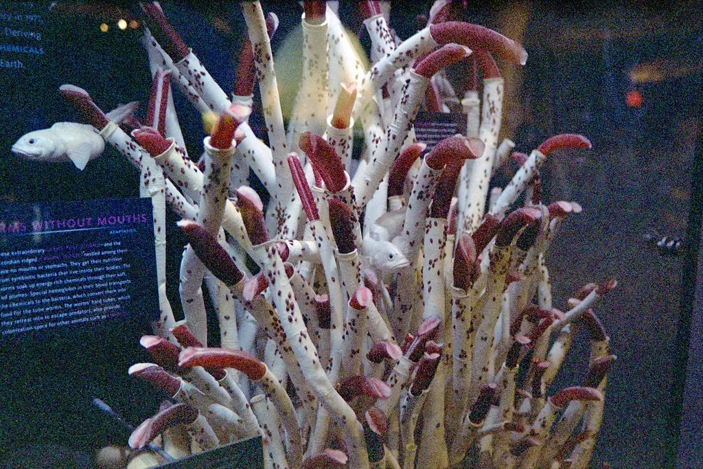 3. Gigantic Tube Worms Live Off Bacteria Instead of Having Mouths (bellemarematt, Flickr, CC BY-SA 2.0)