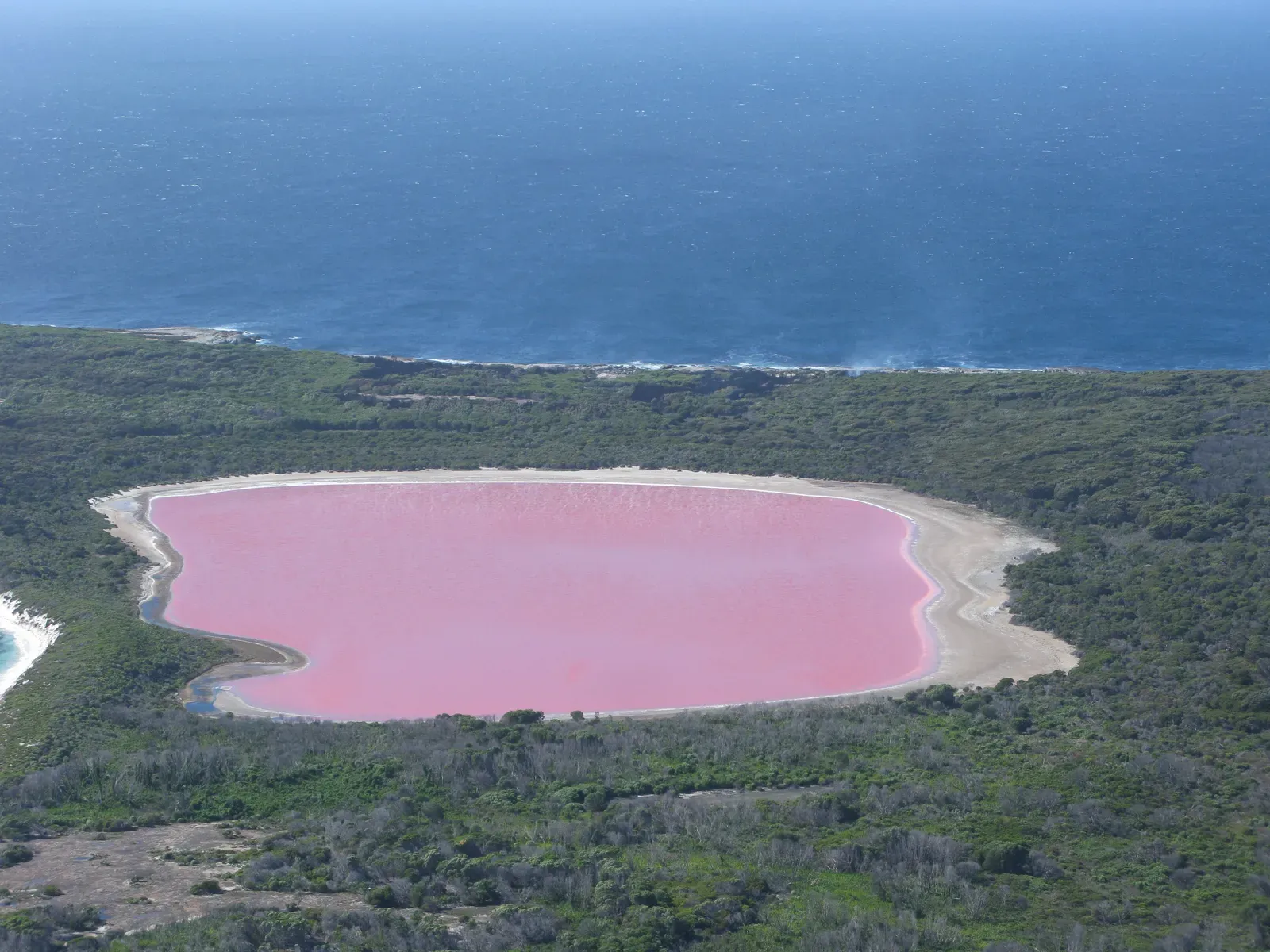 Lake Hillier's Bubblegum Pink Waters (Image Credits: Wikimedia)