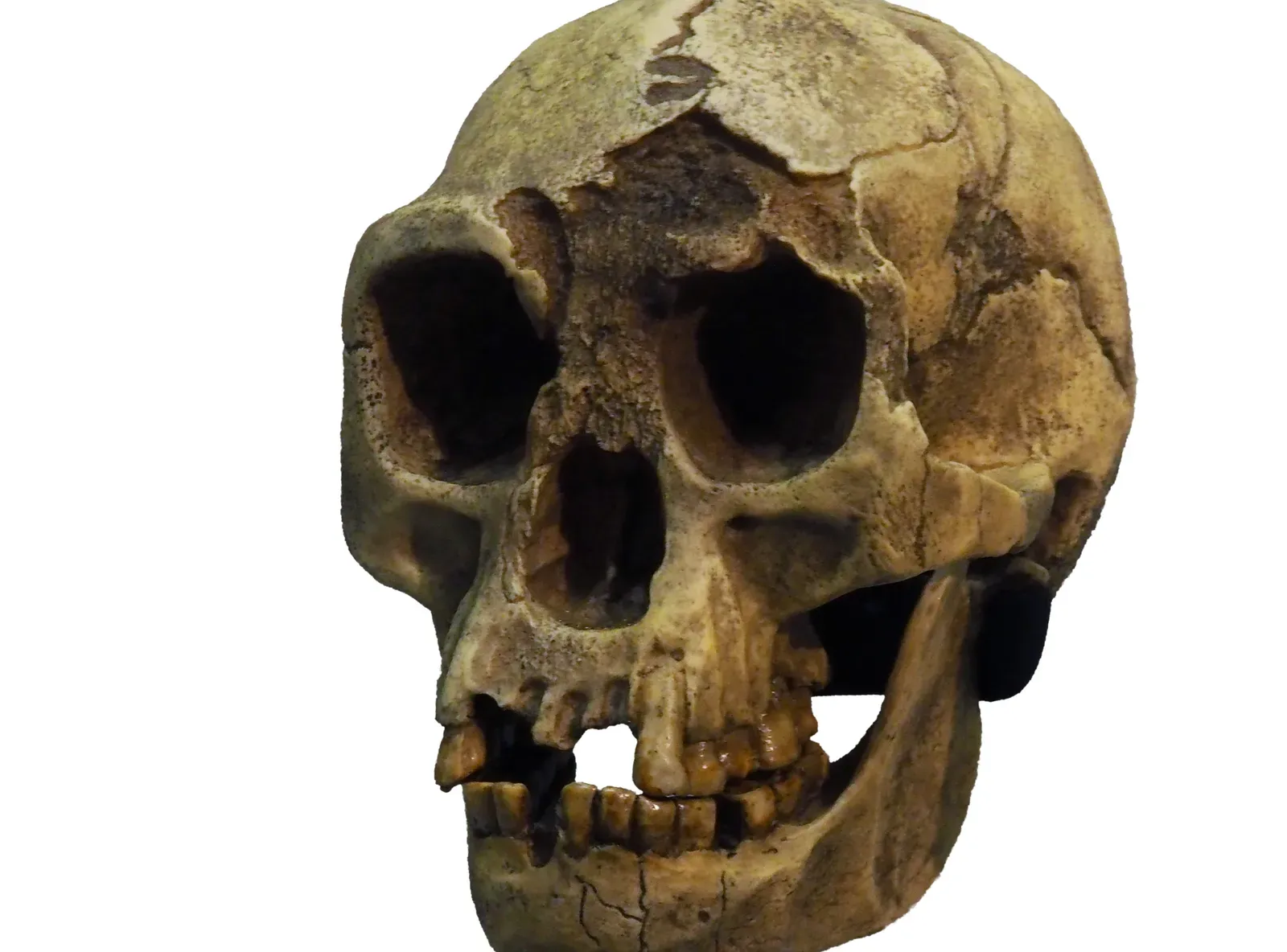 Tiny Humans of the Islands: Hobbit-Sized Mysteries (Image Credits: Wikimedia)