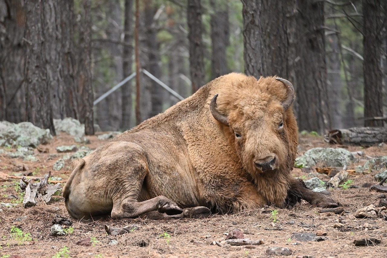 How Does The Buffalo Teach Self-Sacrifice And Generosity? (Image Credits: Pixabay)