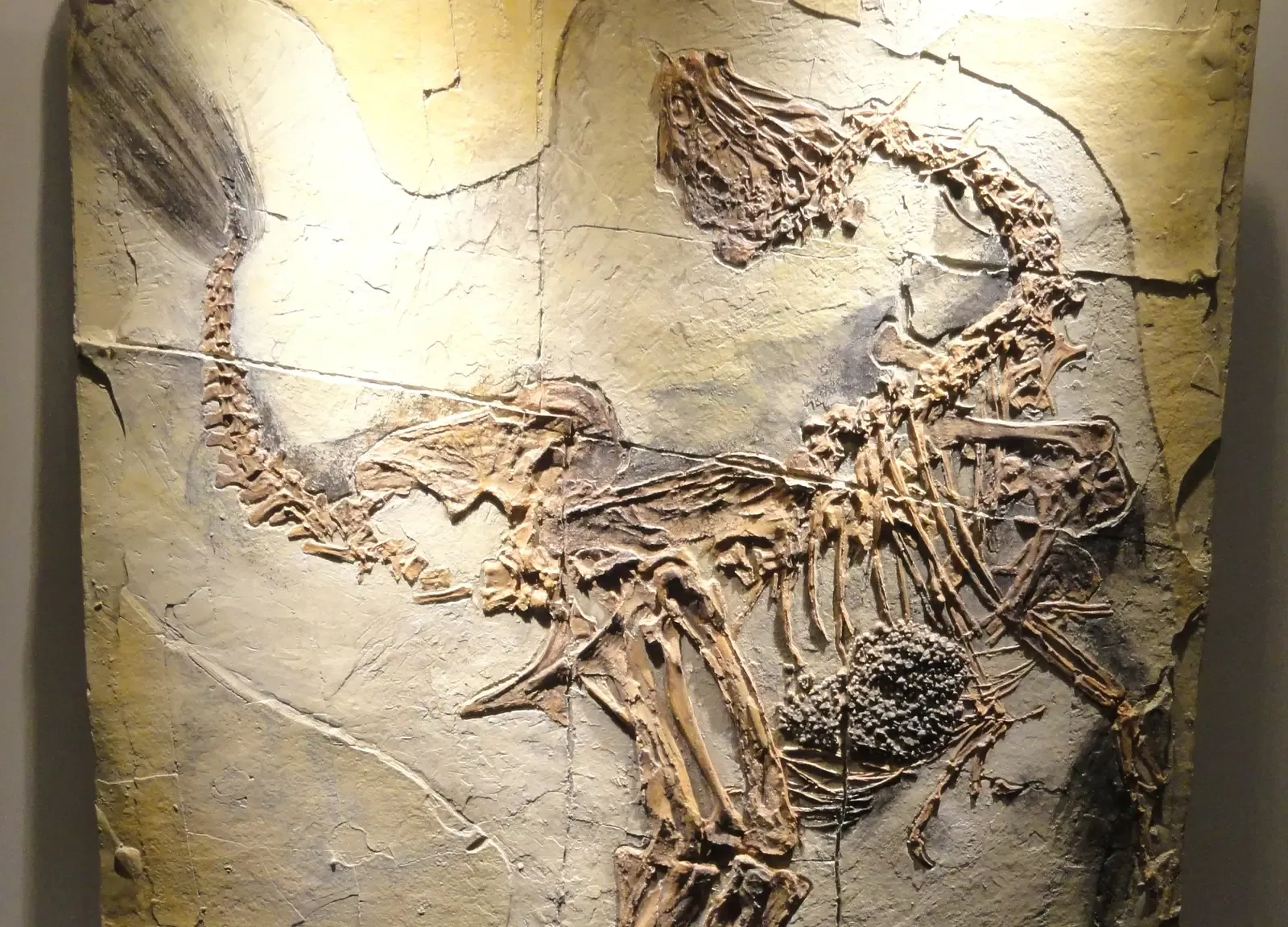 The New World of Feathered and Fluffy Dinosaurs (Image Credits: Wikimedia)