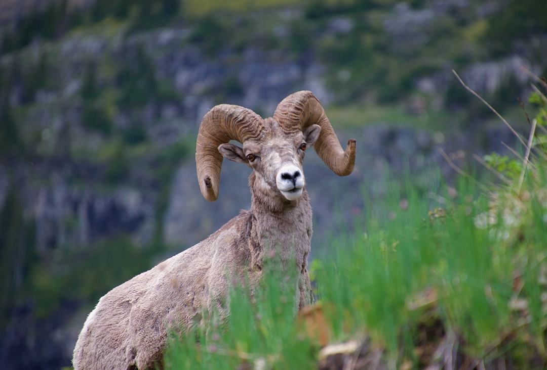 Yosemite National Park, California (Image Credits: Unsplash)