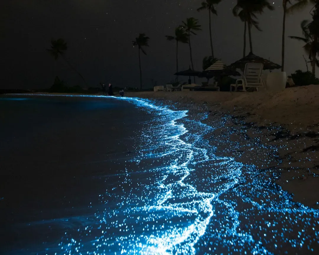 Bioluminescent Bays: Oceans That Glow Electric Blue (Image Credits: Unsplash)