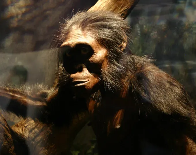 Lucy and the Revelations of Australopithecus afarensis (Image Credits: Flickr)