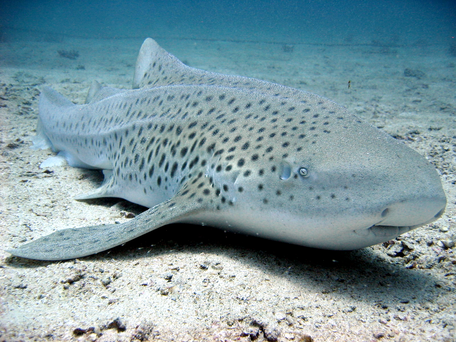 The Mysterious Zebra Shark: Scorpio's Deep Water Hunting (Image Credits: Wikimedia)