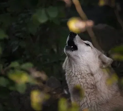 Conclusion: The Lone Howl as Strategy, Not Just Sorrow (Image Credits: Pexels)