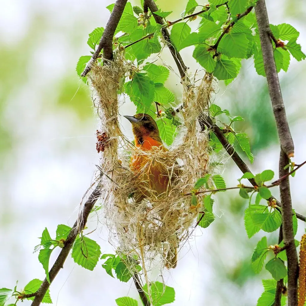 2. They Build Hanging Nests That Look Like Forest Purses (john.anes, Flickr, CC BY-SA 2.0)