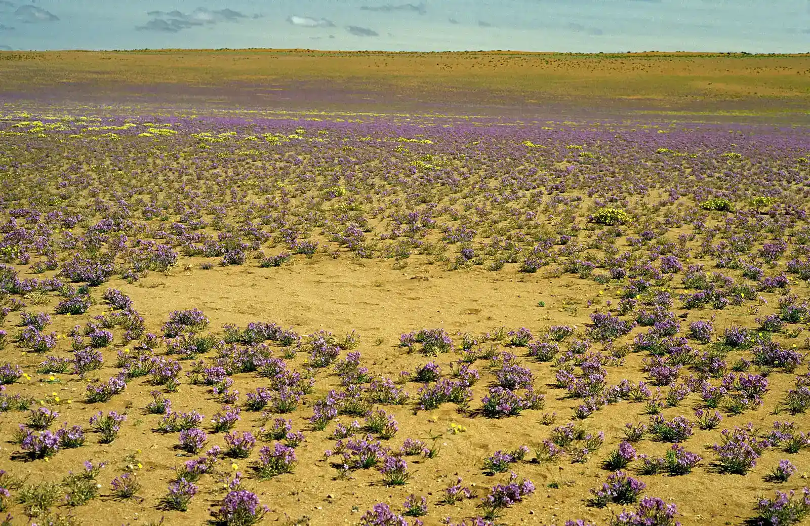 Fairy Circles: Mysterious Polka Dots in the Desert (Image Credits: Wikimedia)