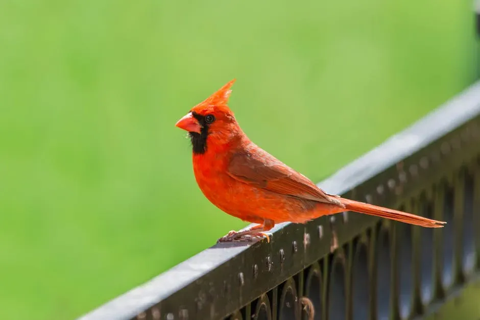 When Cardinals Appear During Your Own Hard Seasons (Image Credits: Pexels)
