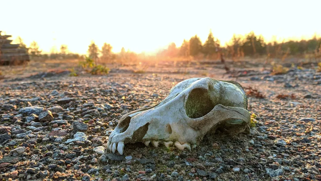 The Great Dying: The End-Permian Mass Extinction (Image Credits: Unsplash)