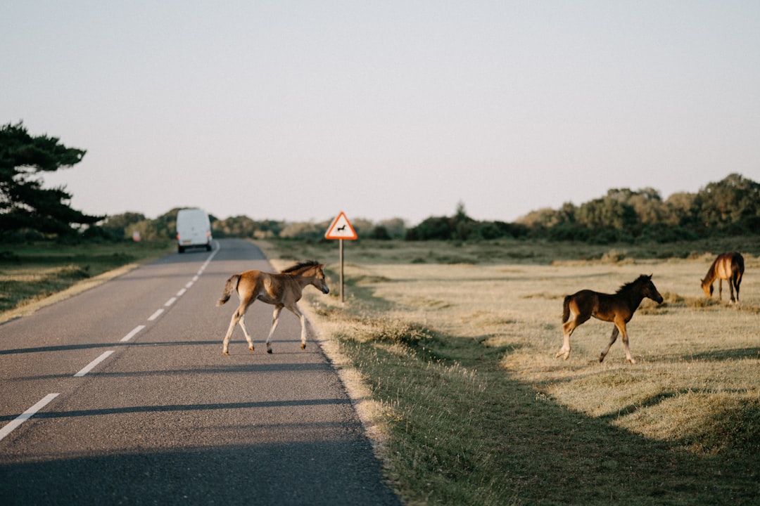 Wallis Annenberg Wildlife Crossing, California - The Future Takes Shape (Image Credits: Unsplash)