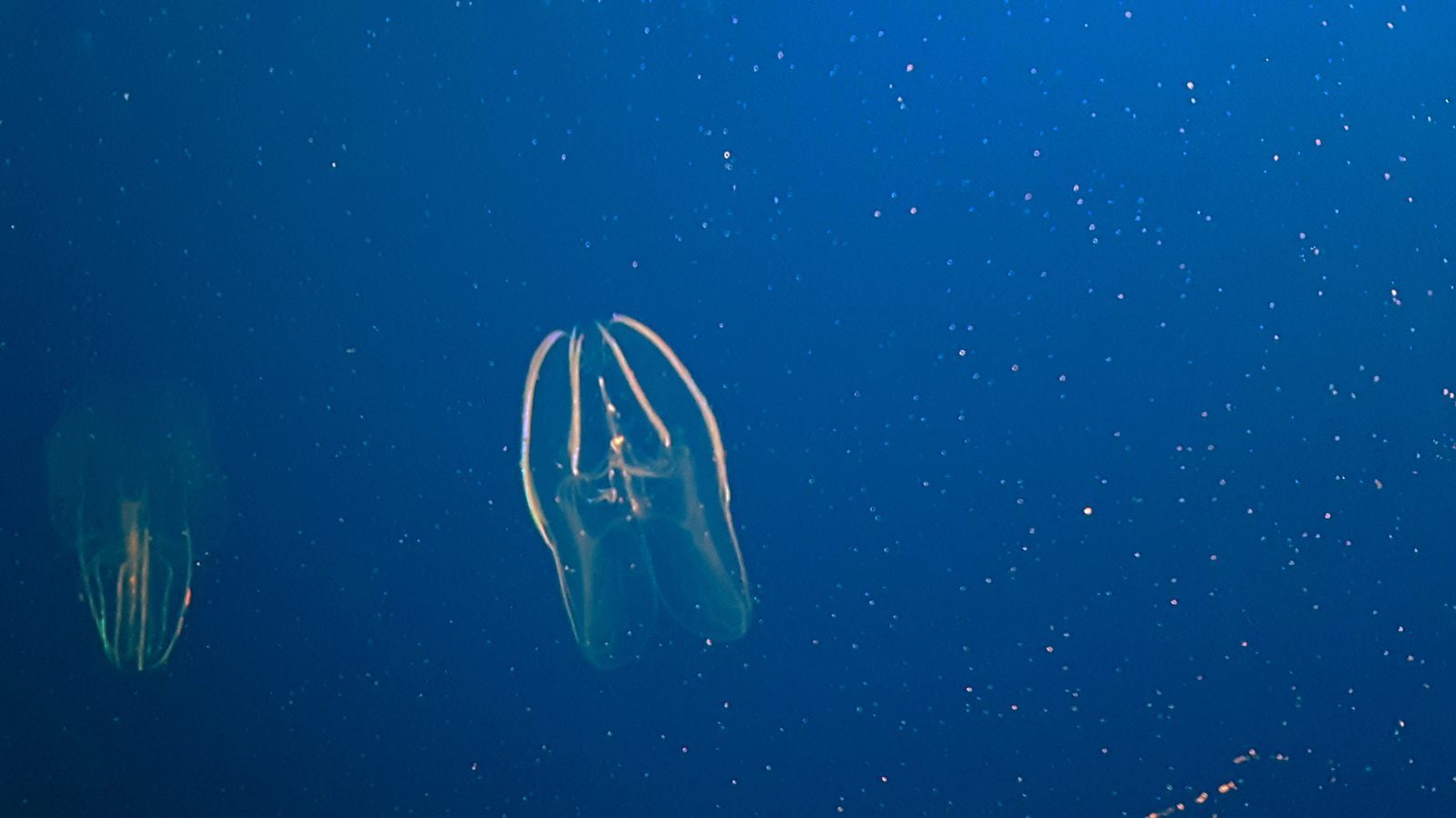 Comb Jellies (Image Credits: Wikimedia)