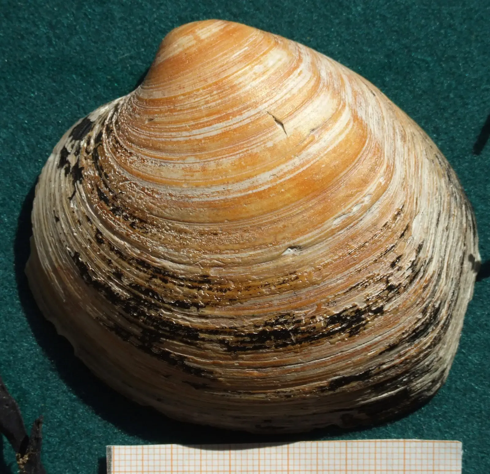 The Day You Accidentally Dredge Up Half a Millennium (By G.-U. Tolkiehn, CC BY-SA 3.0)