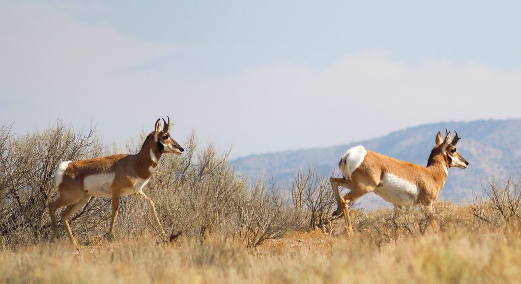 The Pronghorn's Marathon Running Machine (Image Credits: Flickr)