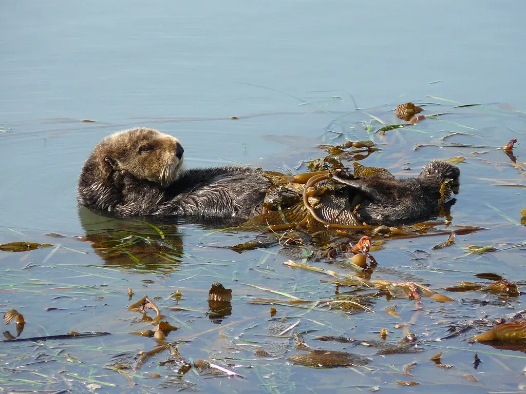 5. Otters help coastal communities by supporting fisheries and tourism (docentjoyce, Flickr, CC BY 2.0)