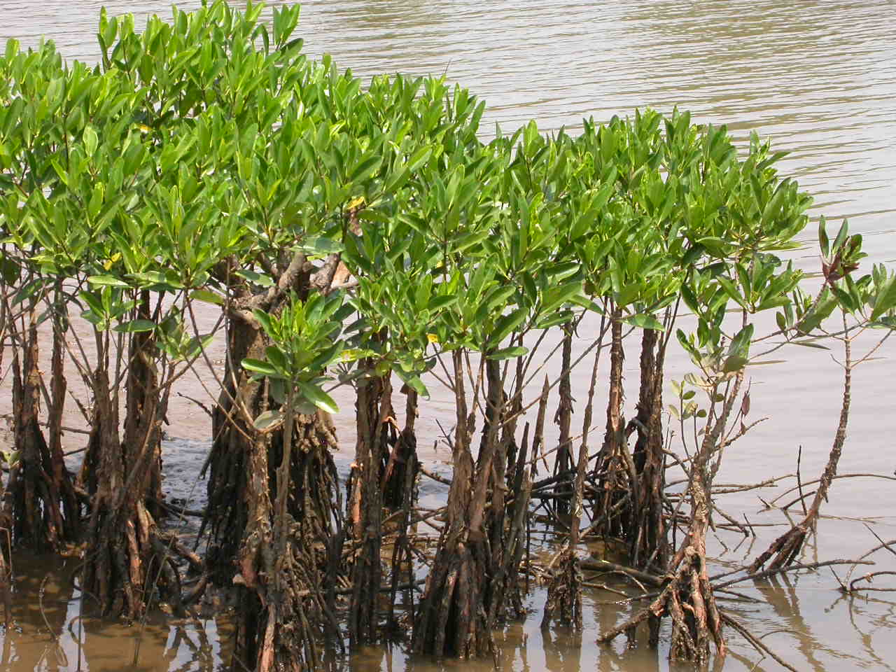 How You Can Help (Image Credits: Wikimedia)
