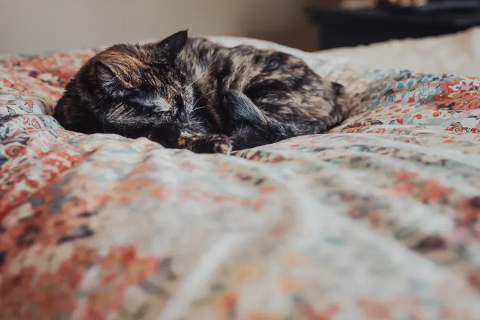 7. Changes in Their Own Sleep: Shifting Schedules to Match Yours (Image Credits: Stocksnap)