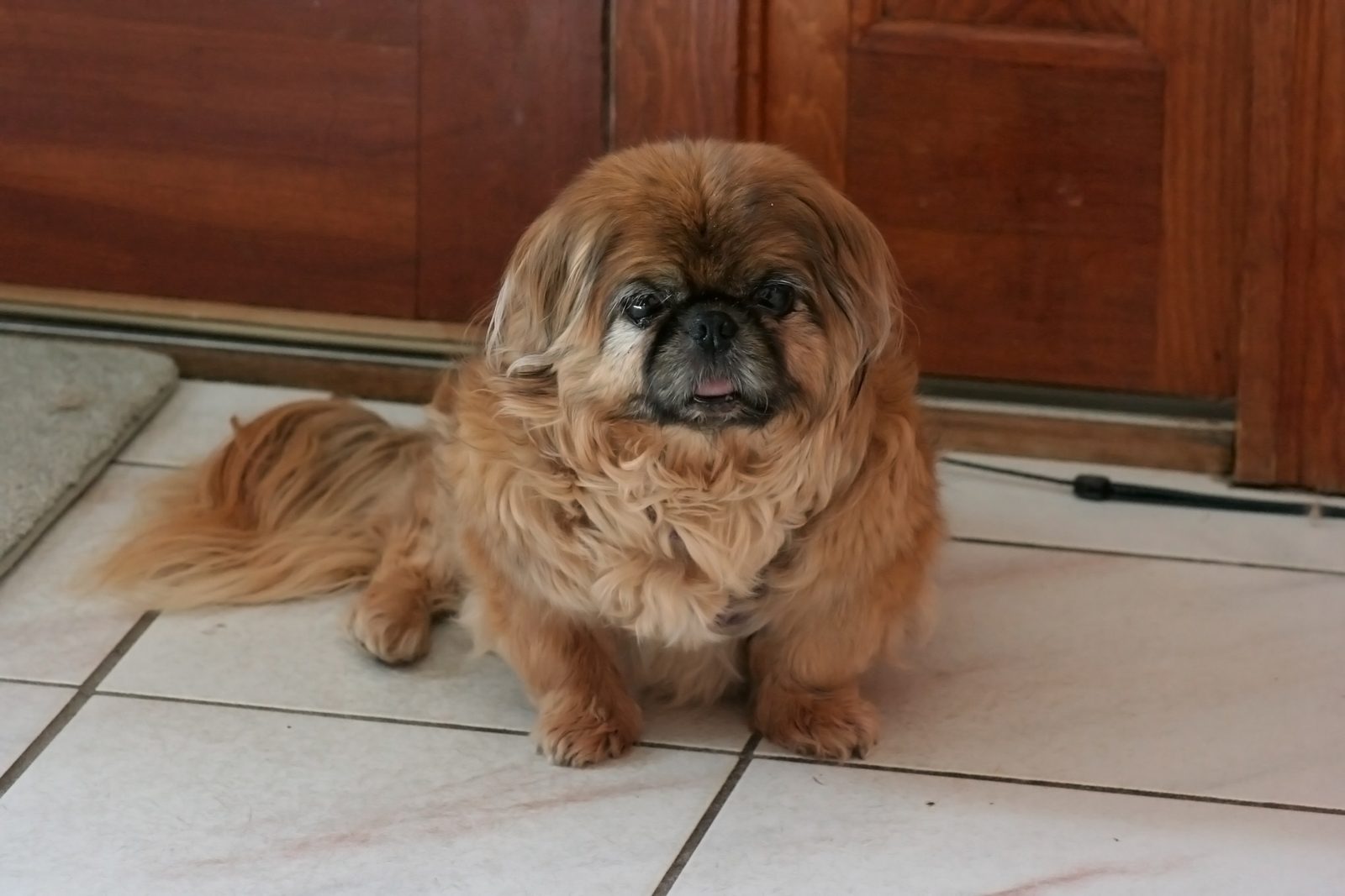 8. Pekingese (Image Credits: Wikimedia)