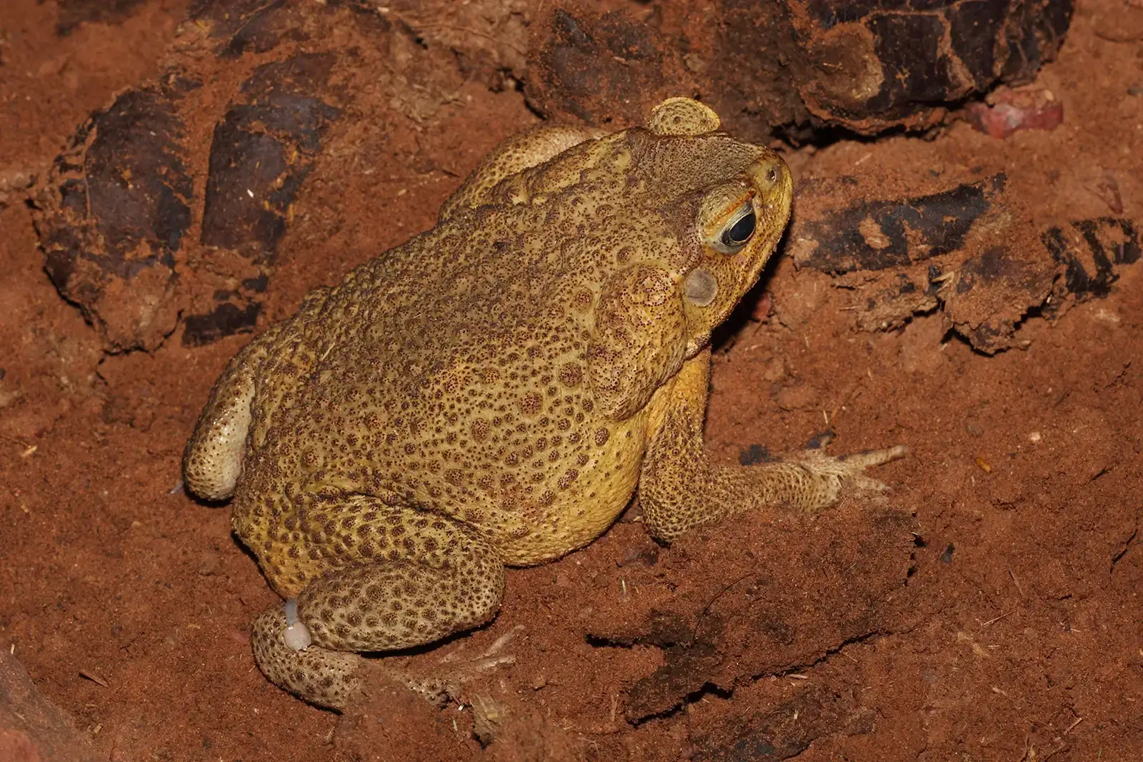 #3 Cane Toads in Australia: Pest Control Gone Catastrophically Wrong (By Benjamint444, GFDL 1.2)